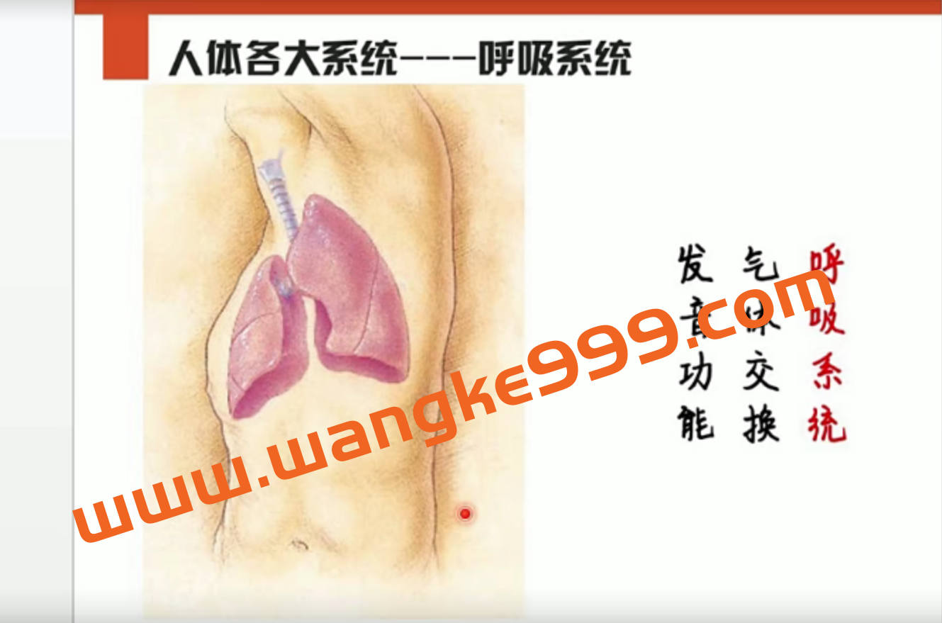 李哲老师讲人体组织和结构10集插图